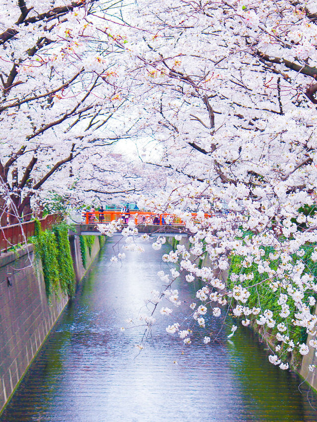 雨の日も晴れの日も🌸中目黒の桜の穴場の時間