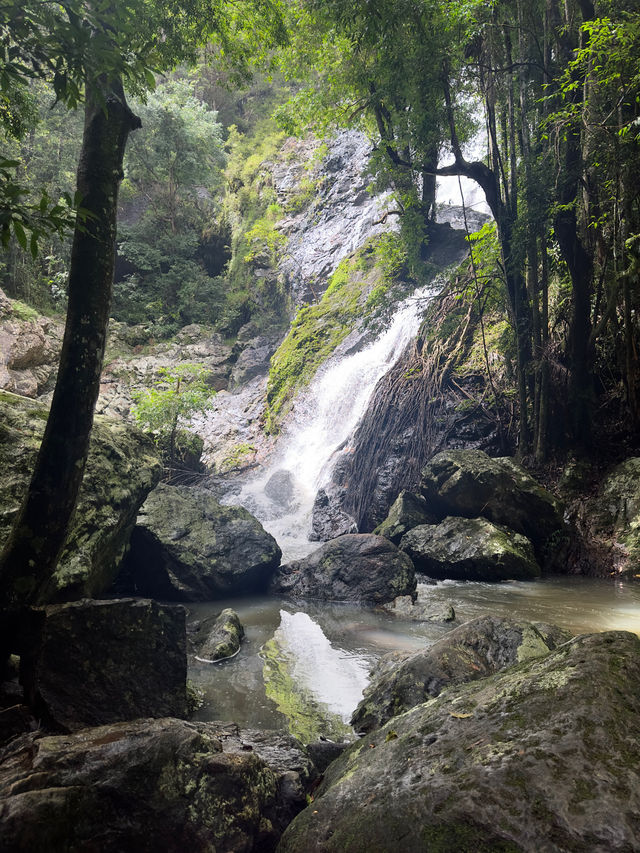 Beautiful Rainforest in Queensland, Aus 🇦🇺