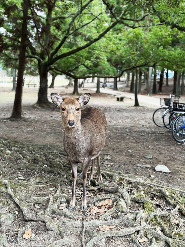 🦌 Oh My Nara Deer! 