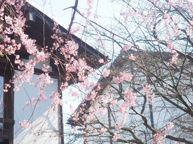 【春が満喫できる★】水神苑
