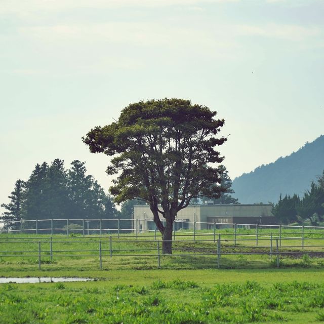 🌾 성이시돌목장, 제주 녹색의 풍경과 역사를 품은 곳