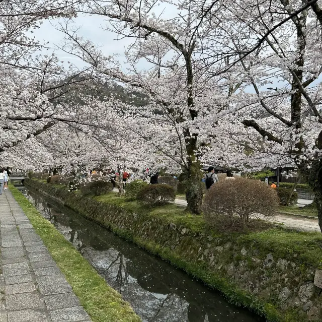 京都で桜を堪能するならこちらへ🐈🌸