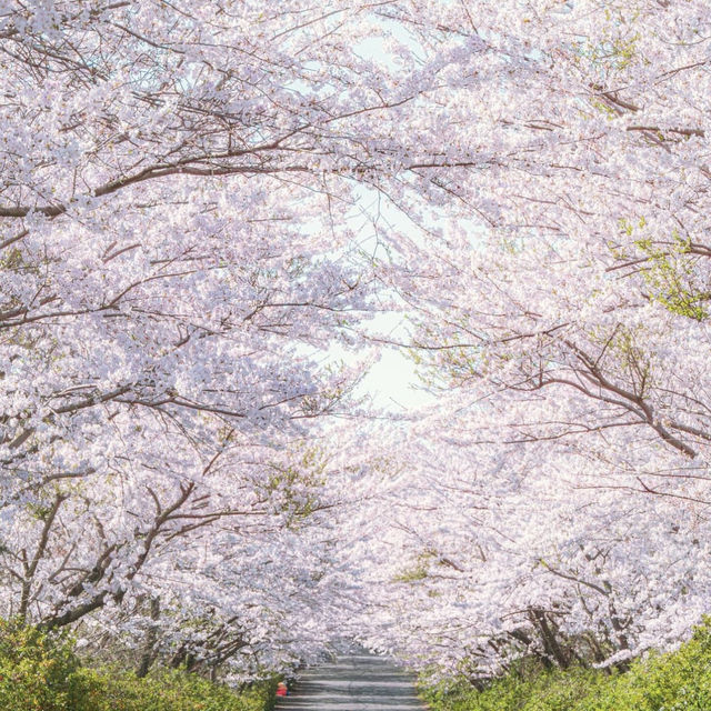 濟州島鹿山路-春天最美麗的賞櫻景點，粉紅櫻花和黃色油菜花交相輝映