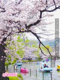 【不忍池/東京都】大きな池と桜の絶景スポット