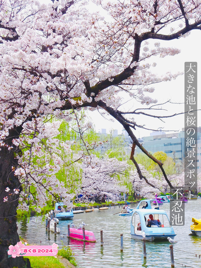 【不忍池/東京都】大きな池と桜の絶景スポット