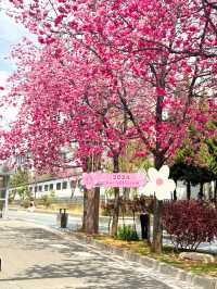 🇨🇳Lijiang’s Timeless Trio: Ancient Towns