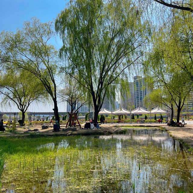 🌳 안양천 가족공원, 피크닉 명소🧺