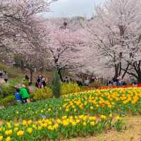 🌸 서울 벚꽃 튤립 명소, 연희 숲속쉼터 🌷