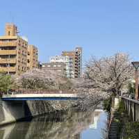 【東京市區】目黑川櫻花賞，寫意舒適