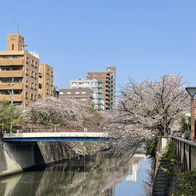 【東京市區】目黑川櫻花賞，寫意舒適