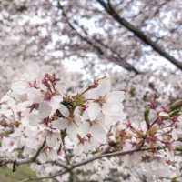 Cherry blossom at Chureito Pagoda 