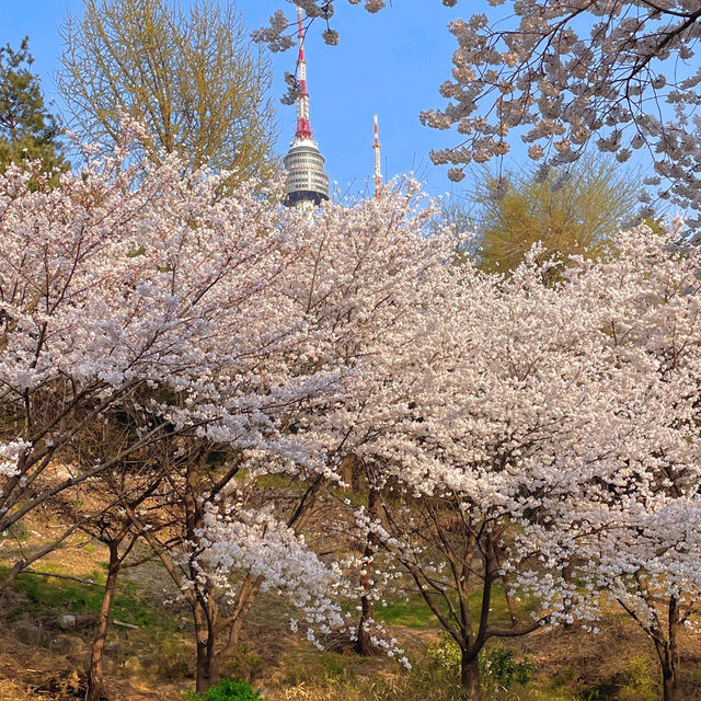 桜レポ🌸ソウル📍南山タワー