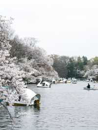 ปั่นเรือเป็ด ชมซากุระที่ ‘สวนอิโนะคาชิระ’ 🇯🇵🌸