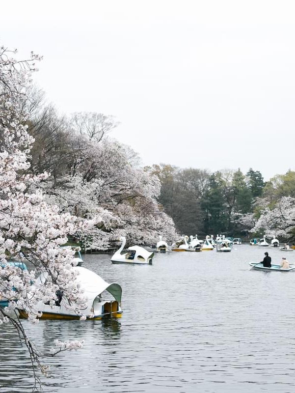ปั่นเรือเป็ด ชมซากุระที่ ‘สวนอิโนะคาชิระ’ 🇯🇵🌸