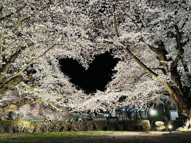 日本東北弘前公園夜櫻點燈 絕美