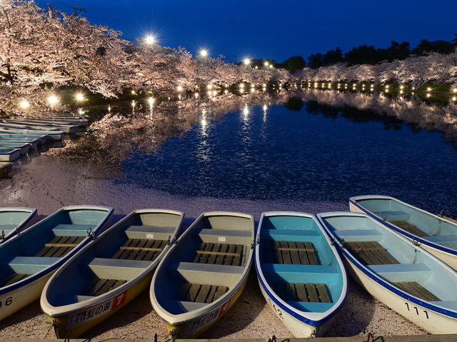 日本東北弘前公園夜櫻點燈 絕美