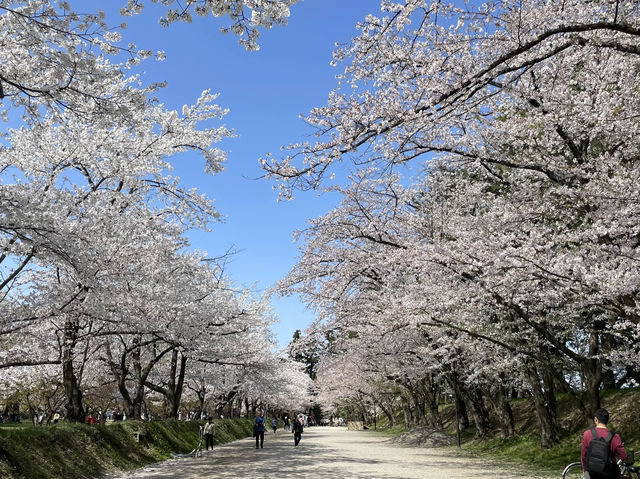 弘前公園櫻花適合春天遊玩