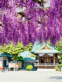 【おりひめの藤/栃木県】足利織姫神社の満開の藤