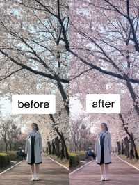 벚꽃 핫플 & 보정법까지