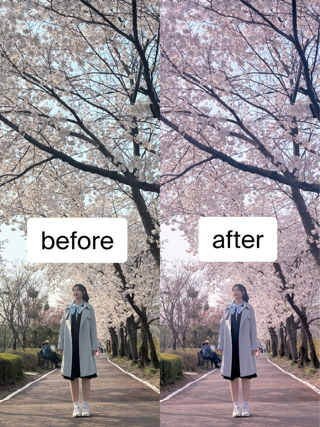 벚꽃 핫플 & 보정법까지