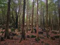 Calming at Seogwipo Forest of Healing