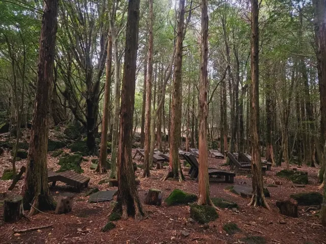 Calming at Seogwipo Forest of Healing