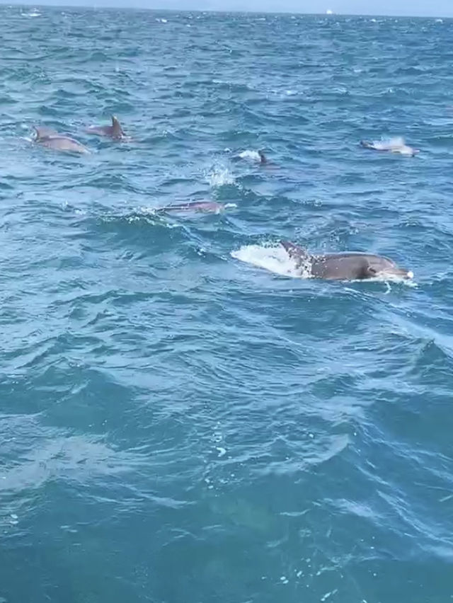 【天草観光】イルカに会える可能性90%以上🐬天草イルカウォッチング🐬