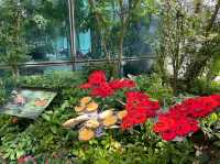 Butterfly Garden
