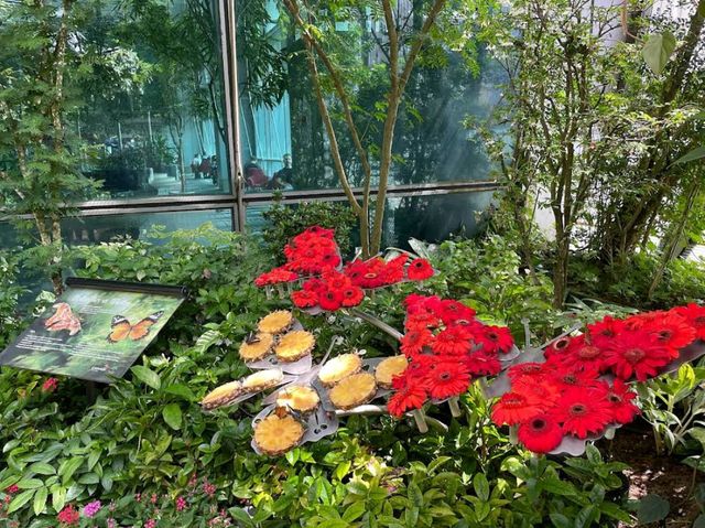Butterfly Garden
