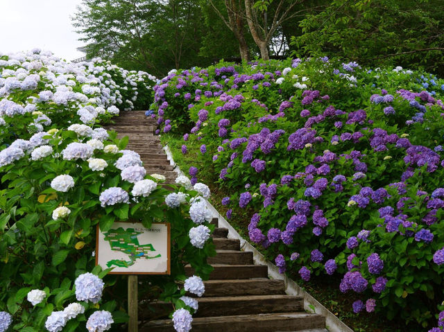 都城市四大景點：山之口繡球花公園，都城島津邸