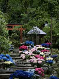【奈良】期間限定‼️ 梅雨の時期が1番見応えあり😍映えまくり寺院✨
