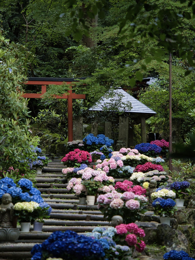 【奈良】期間限定‼️ 梅雨の時期が1番見応えあり😍映えまくり寺院✨