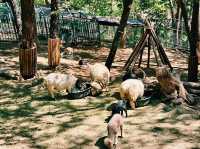 Jinyangho Zoo