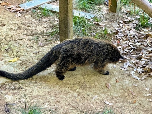 Lok Kawi Wildlife Park