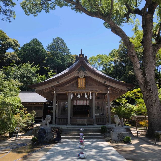 寶滿宮 竈門神社 六月有機會看到繡球花季