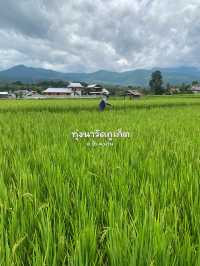 19 พิกัดเที่ยวน่าน | ฤดูฝน ⛰️🌧️🌾🌳