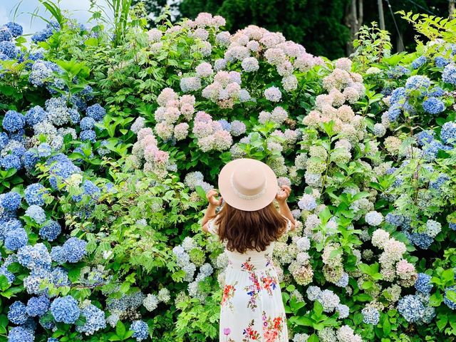 Ajisai @ Hydrangea in Niigata 