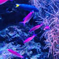 Okinawa Churaumi Aquarium