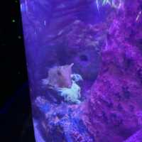 🇲🇾 潛入吉隆坡的藍色心臟！Aquaria KLCC 水族館，一場與微笑魟魚共舞的城市冒險！🦈✨