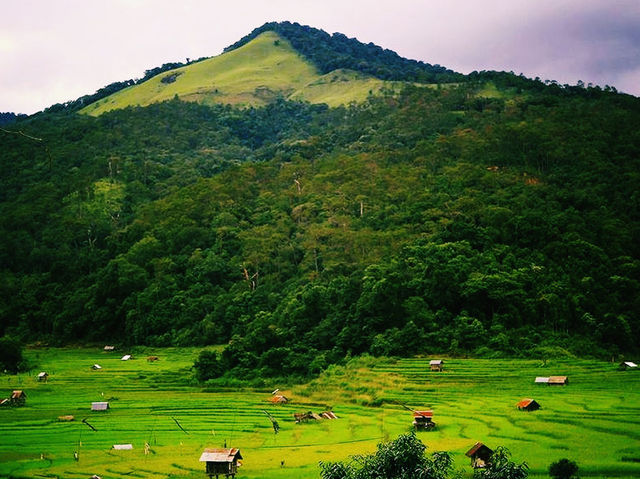 Rừng thông Măng Đen