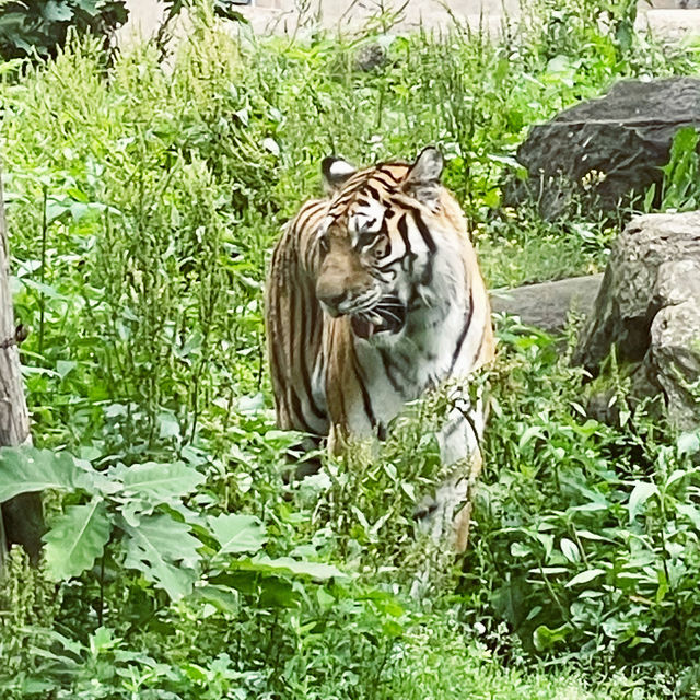 【北海道/旭川　動物達の行動を間近で見られる工夫を凝らした動物園】