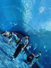 暑い夏は水族館で涼みませんか？まる1日楽しめる八景島シーパラダイス🐠🦭🫧【神奈川県】
