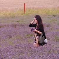 Hitchin (Lavander farm)