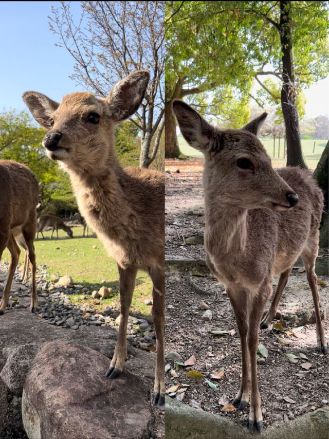 Nara Park Guide～ Day Trip from Kyoto 🦌🇯🇵