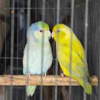 Love Birds, Camping and Durian Party?🎉