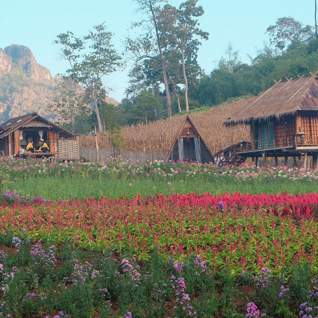 ไร่ภูผาหมวก ที่พักแสนสงบกลางทุ่งดอกไม้และสายหมอก