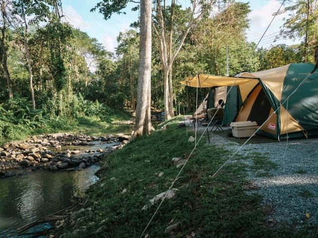 Butterfly Camping