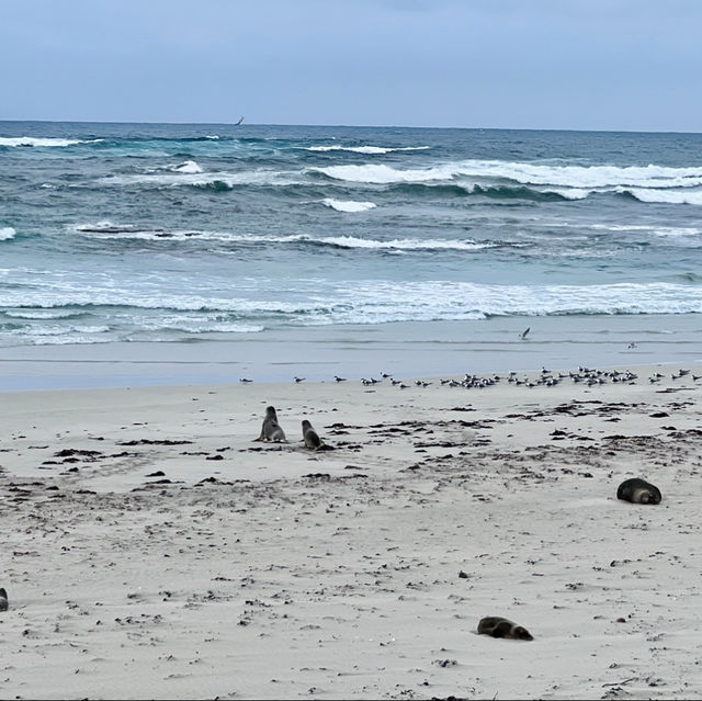 🦭Seal Bay 🦭海豹湾 🦭