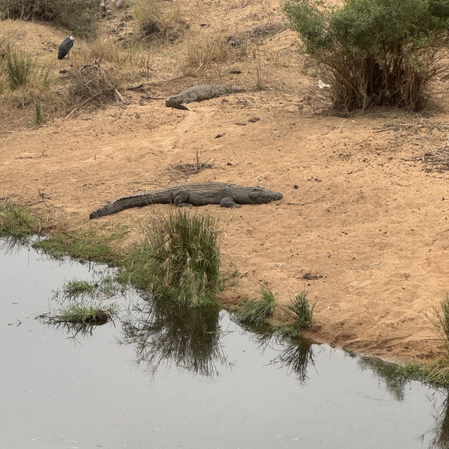 Kruger National Park: A Thrilling Safari Experience in the Heart of Africa