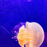 🇲🇾 Underwater World Langkawi: Your Gateway to Ocean Adventures